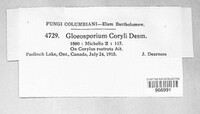 Piggotia coryli image